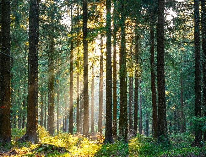 Gestionnaire forestier à Céret 