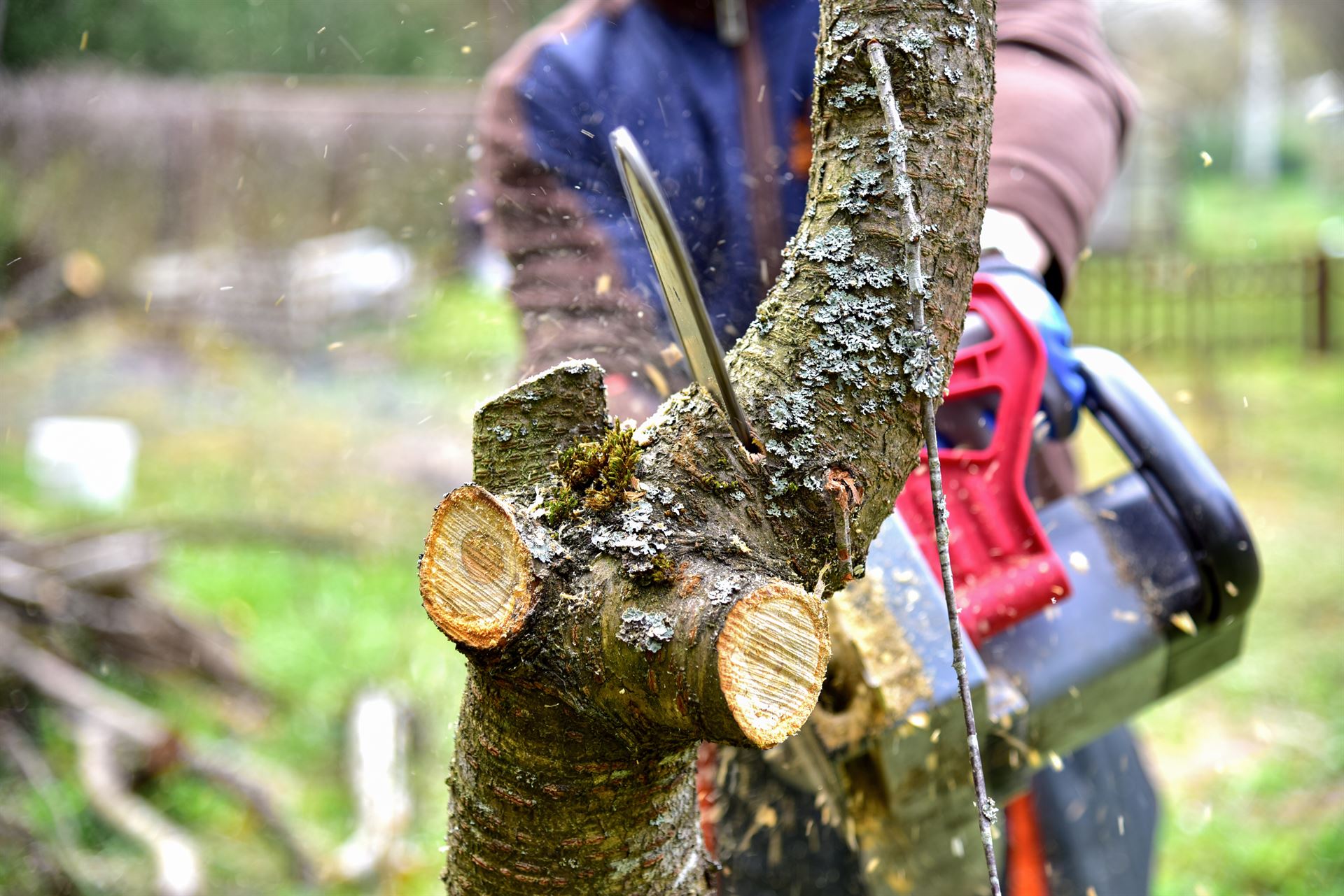 Élagage et abattage d’arbres à Arles-sur-Tech