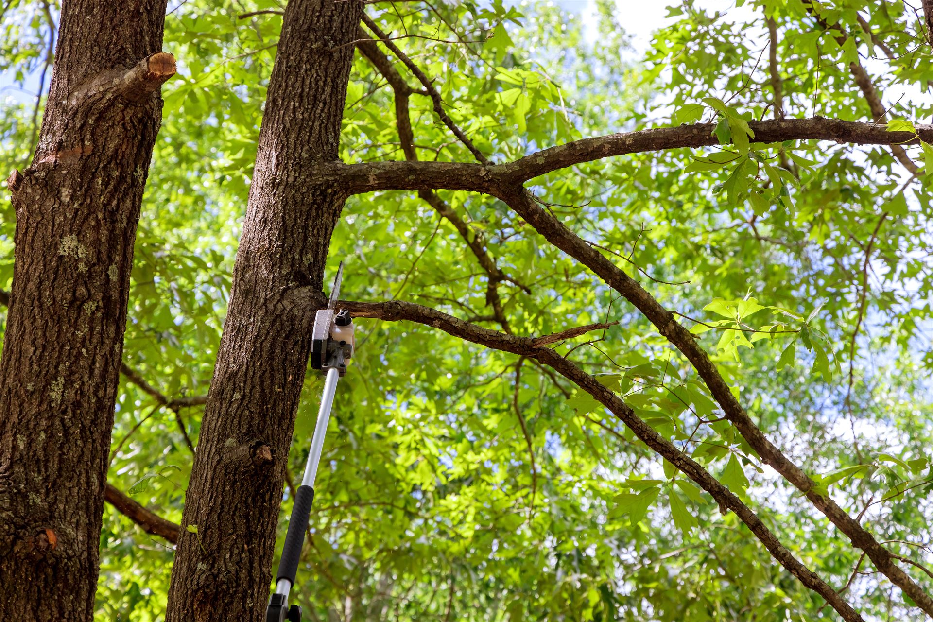 Élagage et abattage d’arbres à Arles-sur-Tech